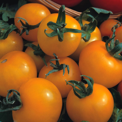 Solanum lycopersicum 'Golden Sunrise' Paradicsom 'Golden Sunrise'