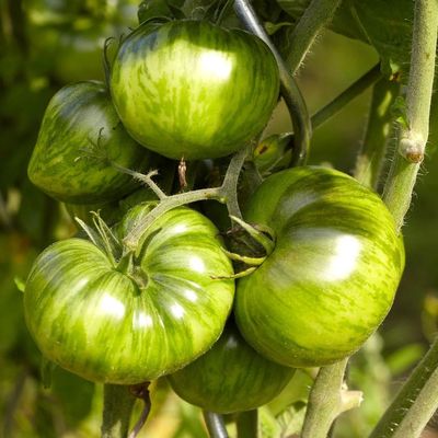 Solanum lycopersicum 'Green Zebra' Paradicsom 'Green Zebra'