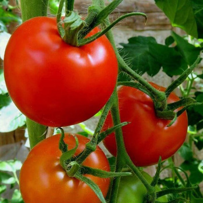Solanum lycopersicum 'Kecskeméti 3' Paradicsom 'Kecskeméti 3'