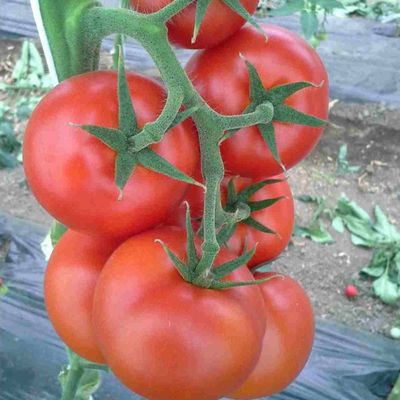 Solanum lycopersicum 'Lemance F1' Paradicsom 'Lemance' - Oltott