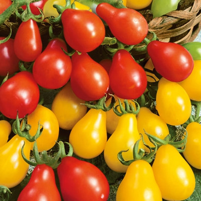 Solanum lycopersicum 'Pearl Duo Red/Yellow' Paradicsom 'Pearl Duo'