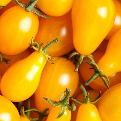 Paradicsom 'Perun' Solanum lycopersicum 'Perun'