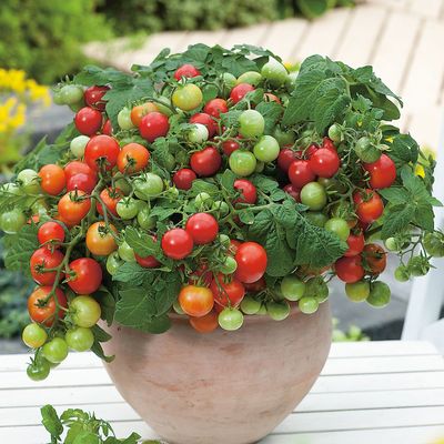 Solanum lycopersicum 'Primabell' Paradicsom 'Primabell'