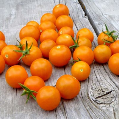 Solanum lycopersicum 'Sungold' Paradicsom 'Sungold'