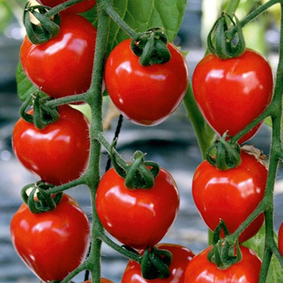 Solanum lycopersicum 'Tomatoberry' Paradicsom 'Tomatoberry'