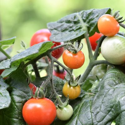 Solanum lycopersicum 'Chelreino' Paradicsom 'Chelreino' Oltott