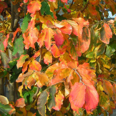 Parrotia persica Perzsa varázsfa