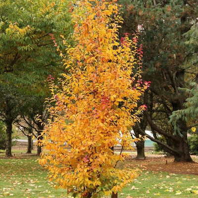 Parrotia persica 'Persian Spire' Törpe perzsa varázsfa