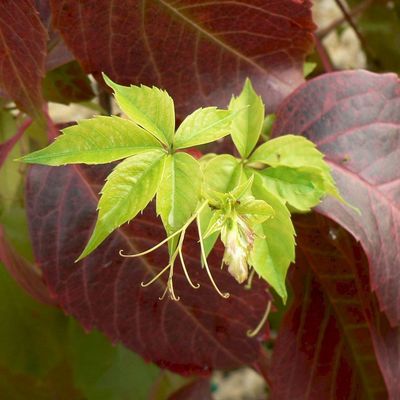 Kacsos vadszőlő Parthenocissus quinquefolia