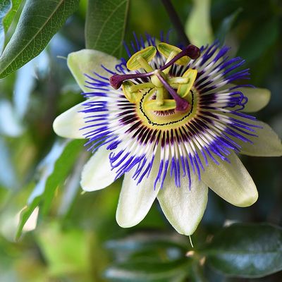 Golgotavirág Passiflora caerulea