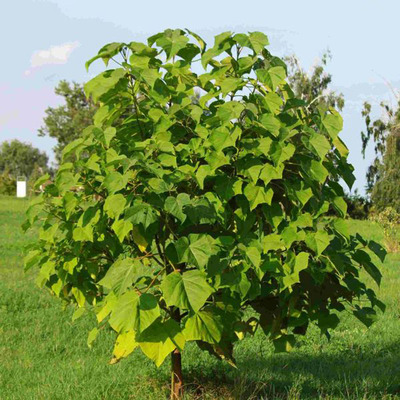 Paulownia tomentosa Császárfa