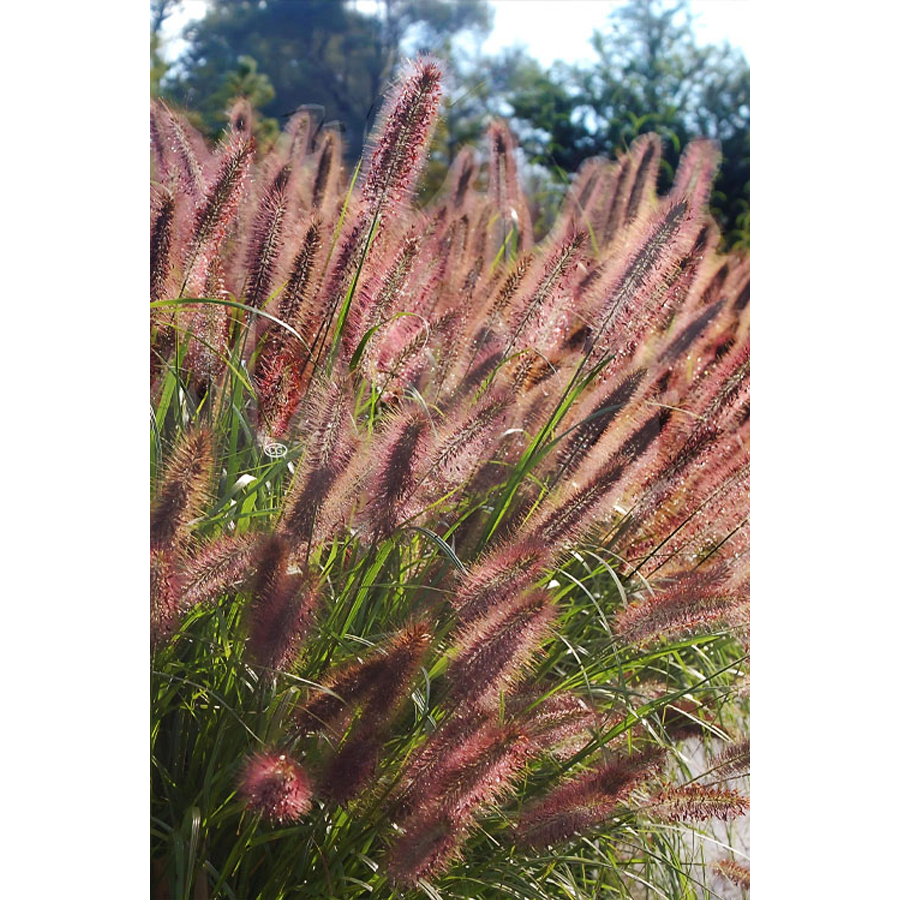 Pennisetum alopecuroides 'Ginger Love' Tollborzfű