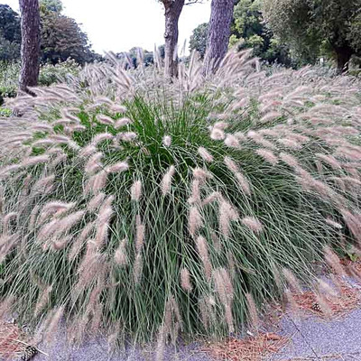 Pennisetum alopecuroides 'Hameln' Tollborzfű