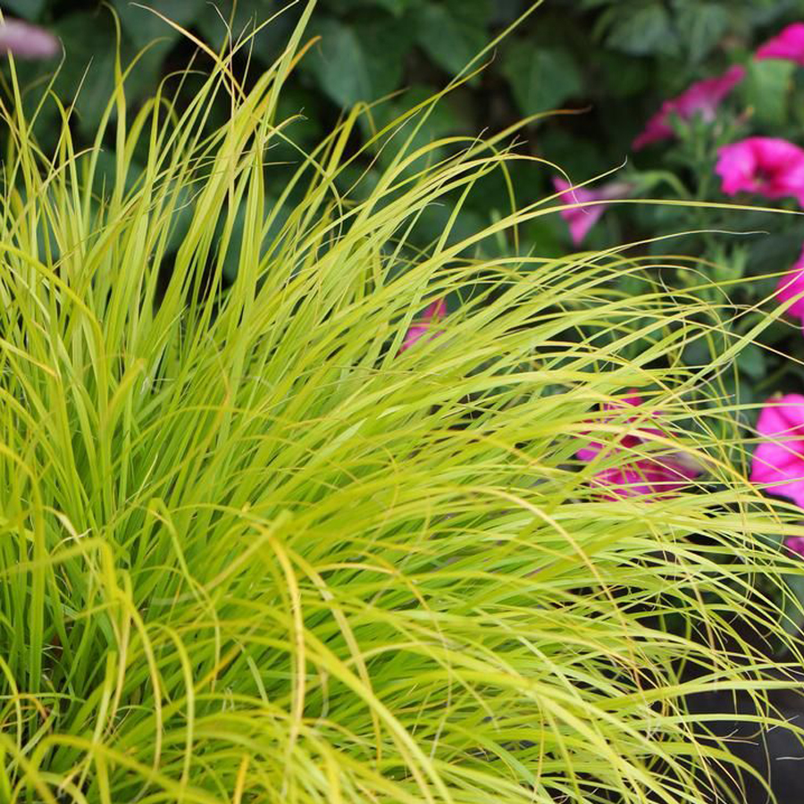 Pennisetum alopecuroides 'JS Jommenik' Tollborzfű