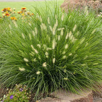 Pennisetum alopecuroides 'Little Bunny' Tollborzfű