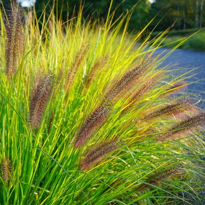 Pennisetum alopecuroides f. viridescens Tollborzfű