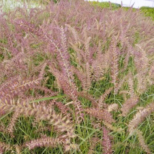 Pennisetum orientale 'Flamingo' Tollborzfű