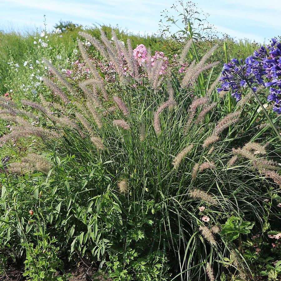 Pennisetum orientale 'JS Dance With Me' Keleti tollborzfű
