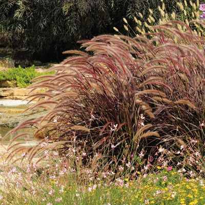 Pennisetum setaceum 'Rubrum' Tollborzfű
