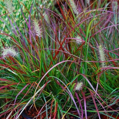 Pennisetum alopecuroides 'Burgundy Bunny' Tollborzfű