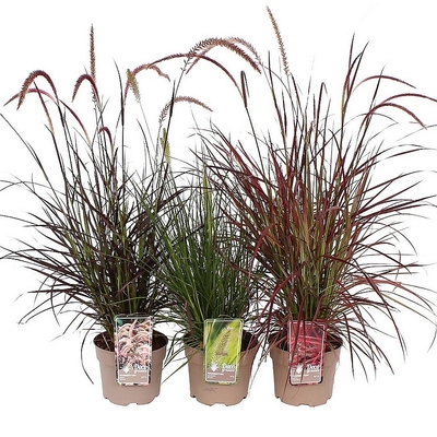 Pennisetum mix Tollborzfű fajták