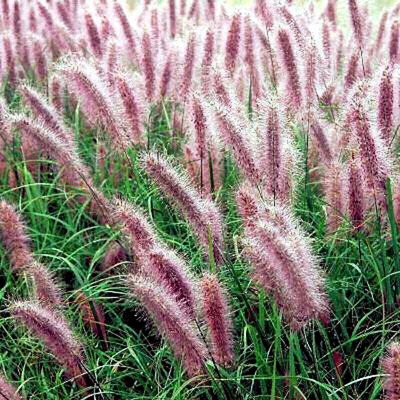 Pennisetum alopecuroides 'Red Head' Tollborzfű