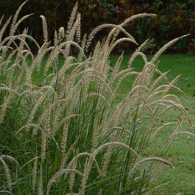 Pennisetum orientale 'Fairy Tails' Tollborzfű