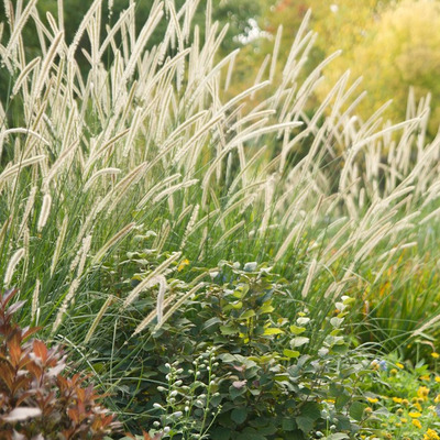 Pennisetum macrourum 'White Lancer' Tollborzfű