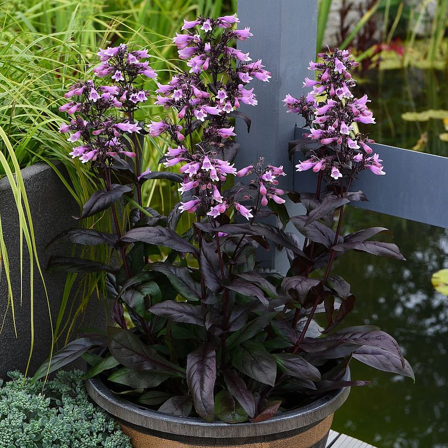 Penstemon digitalis 'Dakota Burgundy' Bugatölcsér