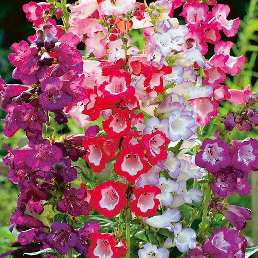 Penstemon hartwegii mix Bugatölcsér fajták