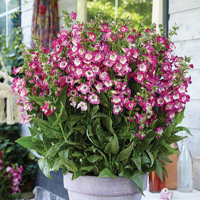 Penstemon hartwegii 'Polaris' mix Bugat&ouml;lcs&eacute;r fajt&aacute;k