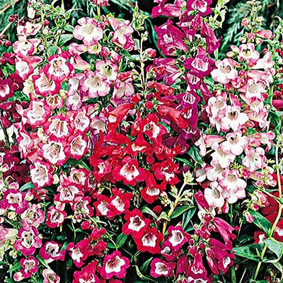 Bugatölcsér fajták Penstemon hartwegii mix