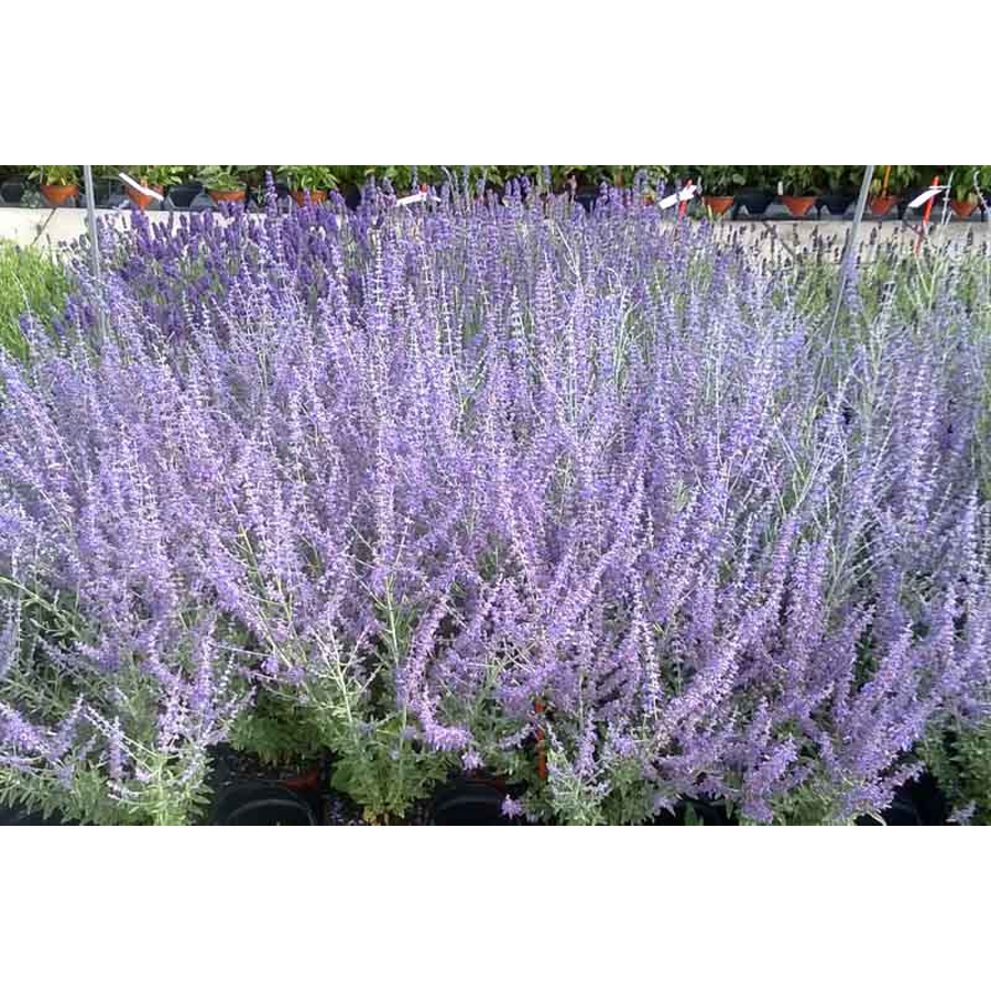 Perovskia atriplicifolia 'Blue Steel' Sud&aacute;rzs&aacute;lya