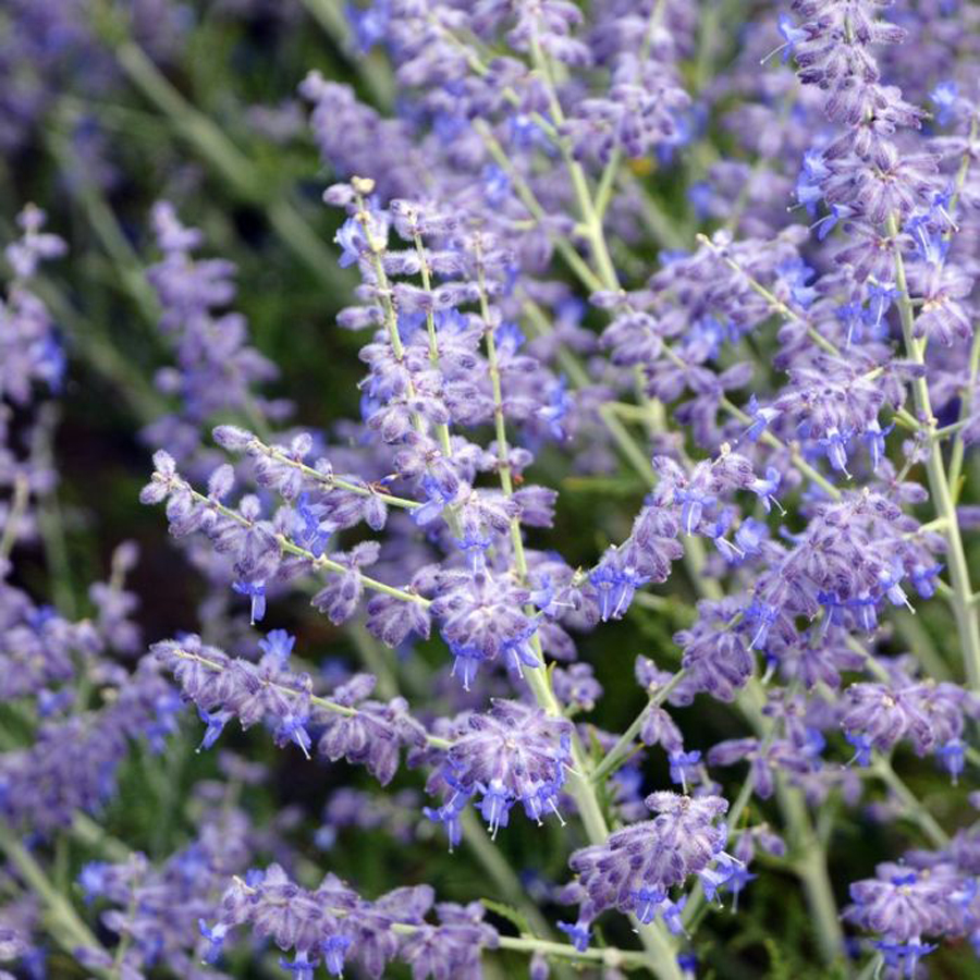 Sudárzsálya Perovskia atriplicifolia 'Jelena'