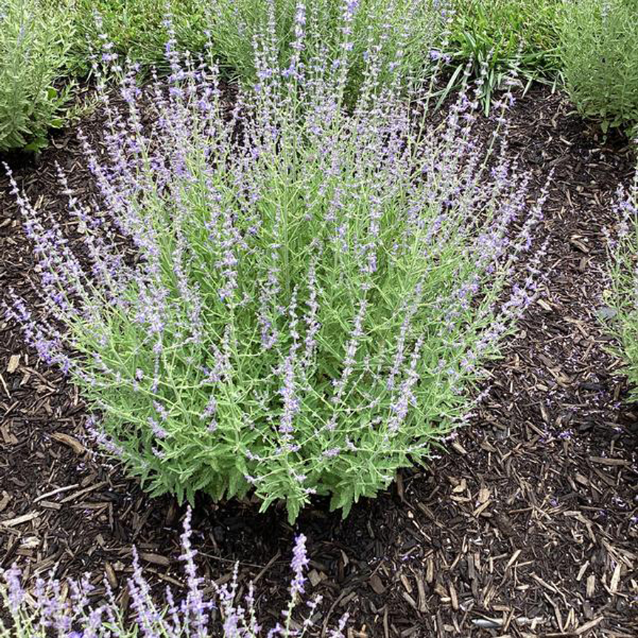 Sudárzsálya Perovskia atriplicifolia 'Jelena'