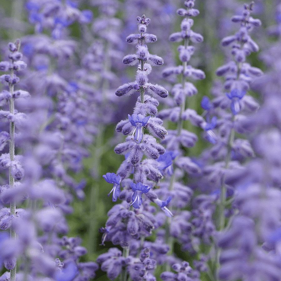 Perovskia atriplicifolia 'Lacey Blue' Sud&aacute;rzs&aacute;lya