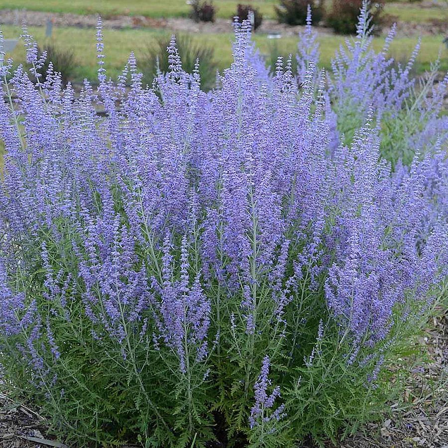 Sudárzsálya Perovskia atriplicifolia 'Lacey Blue'
