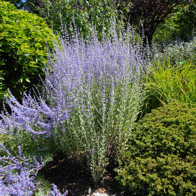 Perovskia atriplicifolia 'Little Spire' Sudárzsálya