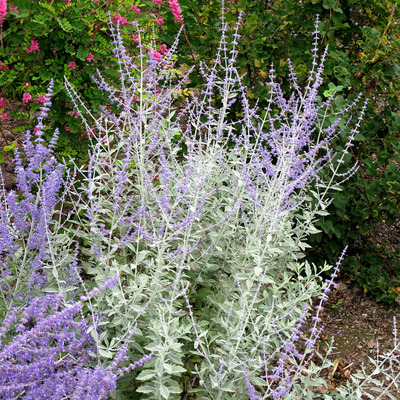 Perovskia atriplicifolia 'Silvery Blue' Sudárzsálya