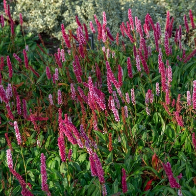 Persicaria affinis 'Darjeeling Red' Keserűfű