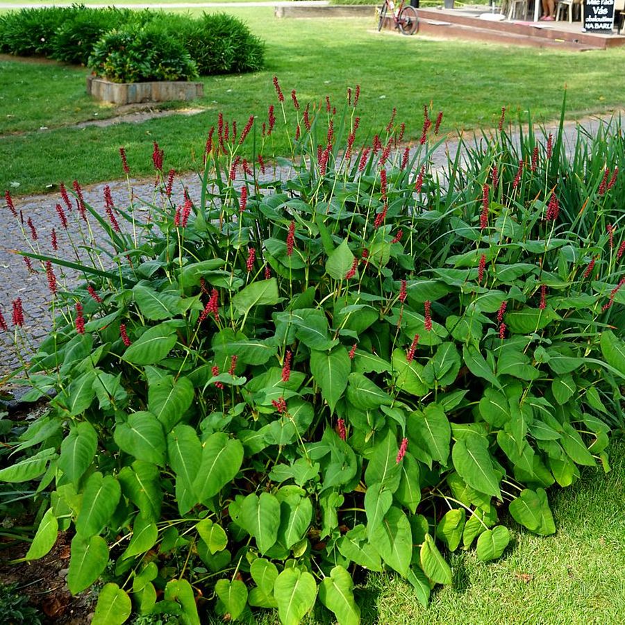 Persicaria amplexicaulis 'Dark Red' Keserűfű