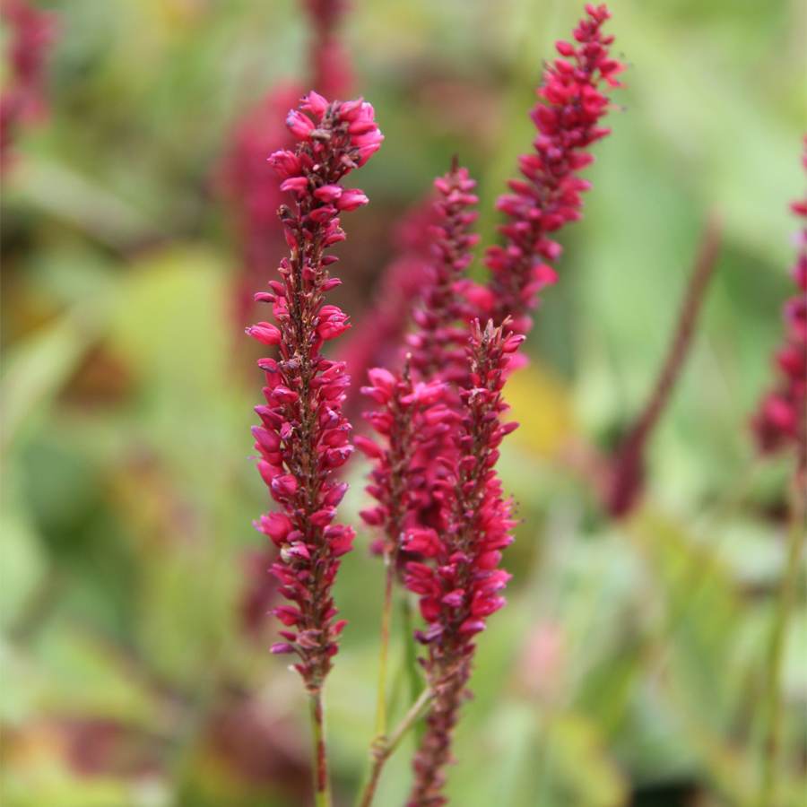 Keserűfű Persicaria amplexicaulis 'Dark Red'