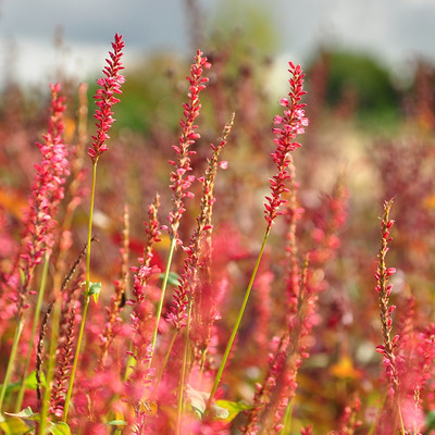Persicaria amplexicaulis 'Orange Field' Keserűfű