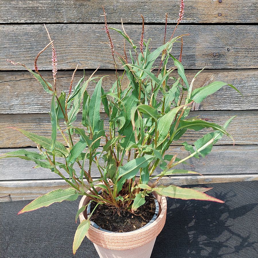 Keserűfű Persicaria amplexicaulis 'Pink Elephant'