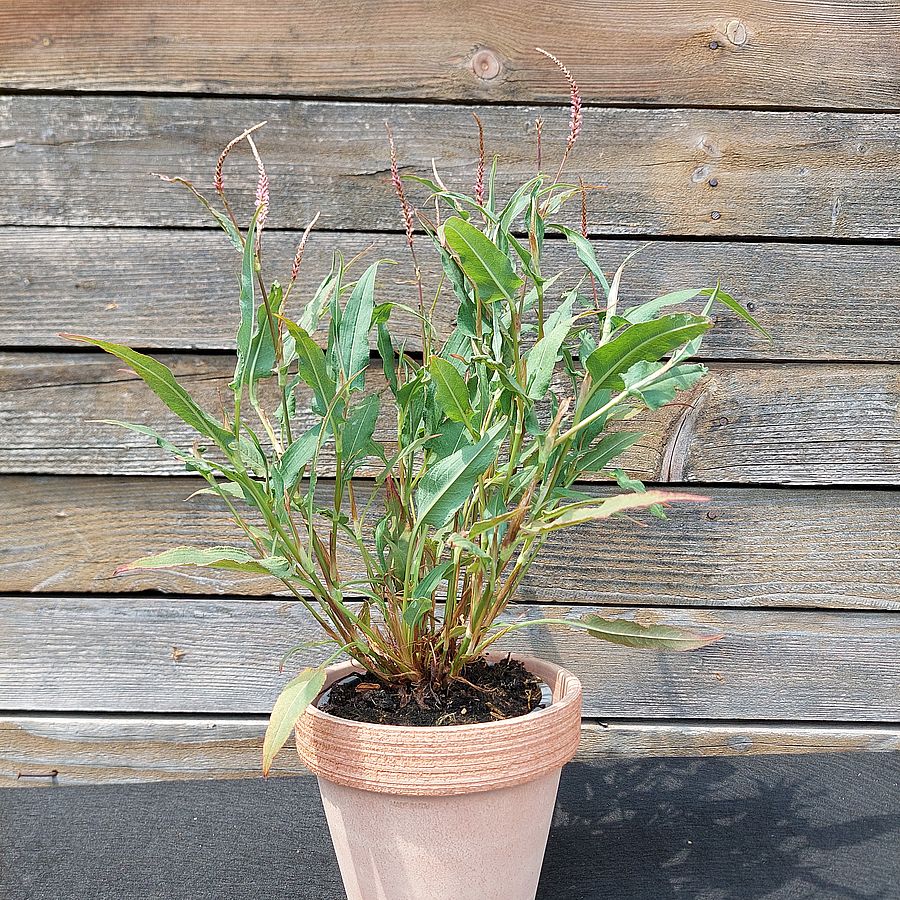 Keserűfű Persicaria amplexicaulis 'Pink Elephant'
