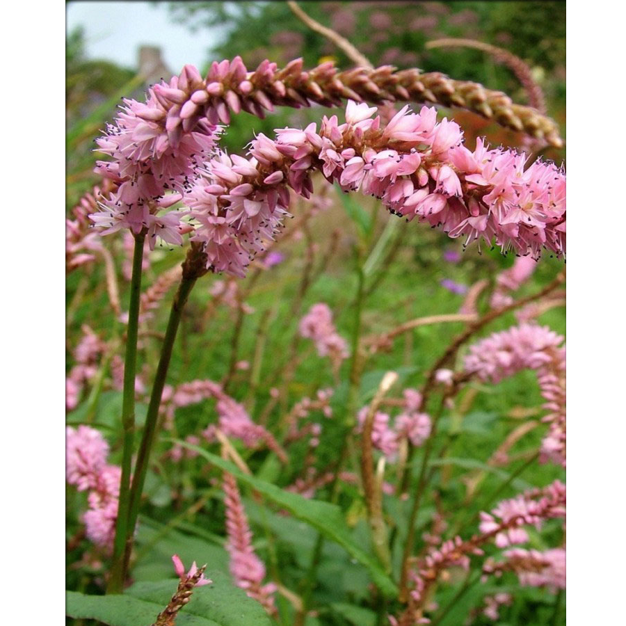 Keserűfű Persicaria amplexicaulis 'Pink Elephant'