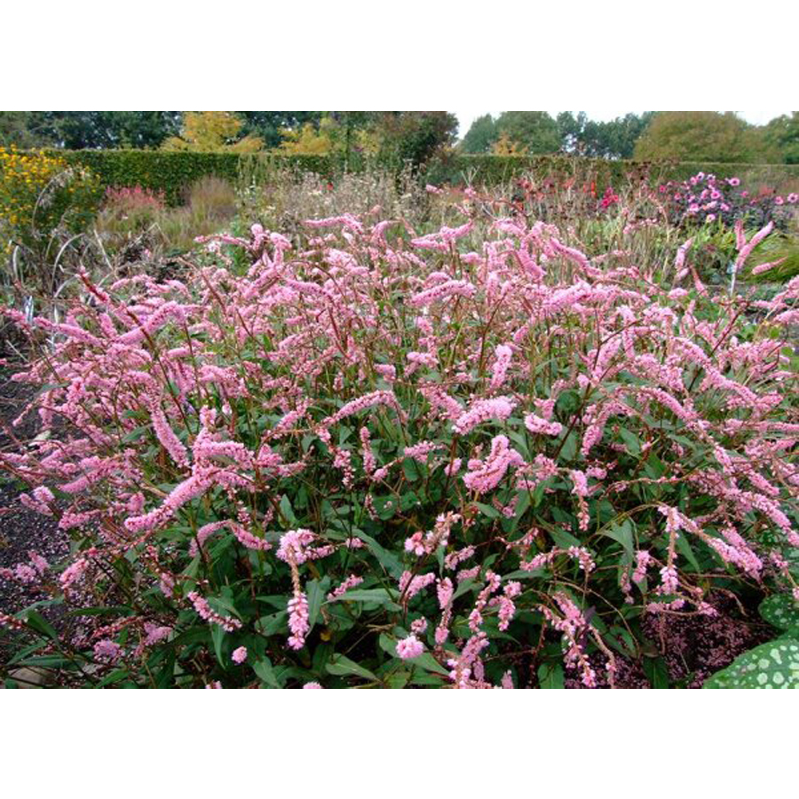 Keserűfű Persicaria amplexicaulis 'Pink Elephant'