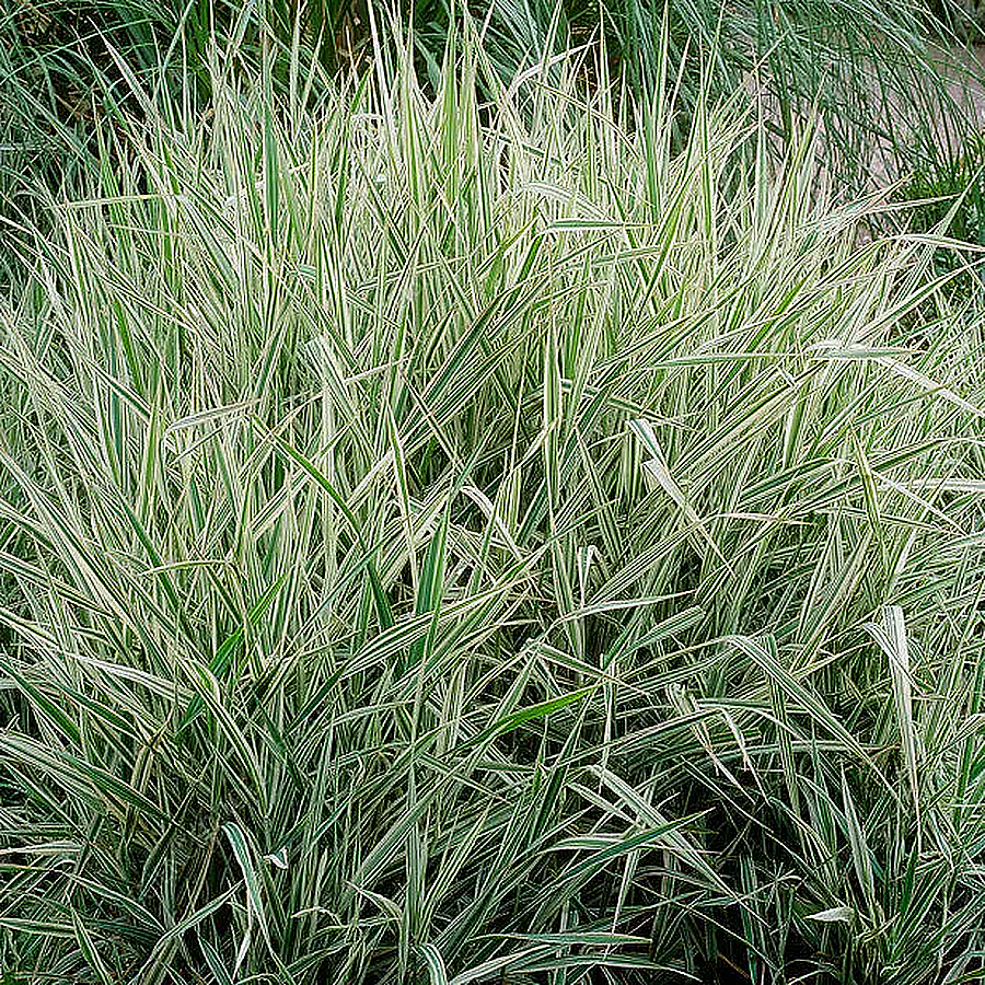 Phalaris arundinacea 'Picta' Pántlikafű