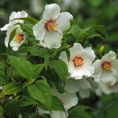Philadelphus 'Belle Etoile' Jezs&aacute;men