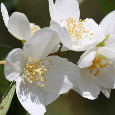 Philadelphus coronarius Jezsámen